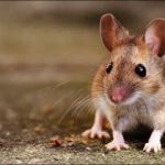 اختراق علمي .. فئران “من دون أم”