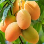 أسرار عن فاكهة المانجو